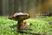 2026 世界杯亚洲区预选赛黑马总结：约旦与伊拉克的崛起之路。，2026世界杯亚洲区预选赛规则